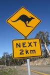 Kangaroo Crossing