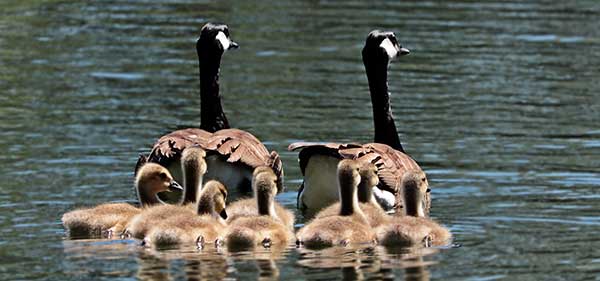Goose family stays together.