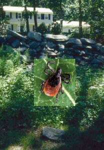 The Tick Handbook talks about preventing tick-associated diseases.